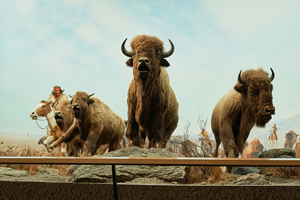 bison exhibit at the museum