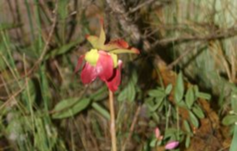 A flower in a forest.
